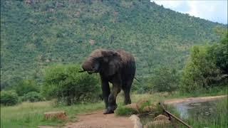 Elephant mating, fighting & pregnancy - Animals: The Inside Story - BBC