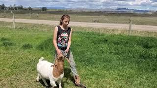 Tips for showing your 4-H Market goat