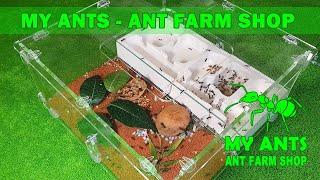 My Ants - Our Ant Farms (formicarium for ants/nest for ants)