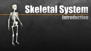 Introduction to the Skeletal System In 7 Minutes