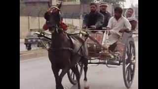 zahid rafiq tanga maker (zafar ul haq road rawalpindi)