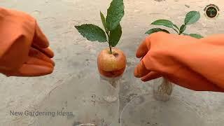 How apple trees grow from oranges (OR) Apples to orange trees,