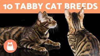 10 TABBY CAT BREEDS  Cats with Striped Coats