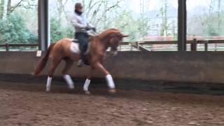 Horse for sale: Furst Romancier x Daddy Cool