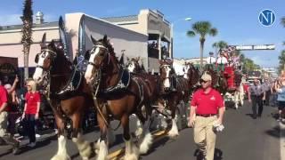 The worlds famous Clydesdales parade down Main Street during Bike Week 2017