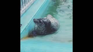 I only upload high quality seal vids 