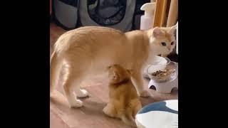 OMG So Cute ️ Funny Cats  and Dogs 2021 #21 #shorts  #catvideos  #cutecats