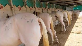 Rupal stud farm देखो पूरा फार्म पे घोड़ा और घोड़ी या mo9724588670 mo8849146447