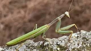 Iris oratoria / mantis mediterránea / Mediterranean mantis