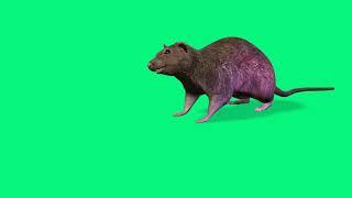 Mouse Animation Green Screen Effect