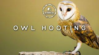 Owl Sounds 8 Hours | owls hooting 8 hours | Scare Birds Away with this Bird Repellent Sound Effect