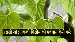 असली और नकली गिलोय की पहचान कैसे करे? benefits of Giloy