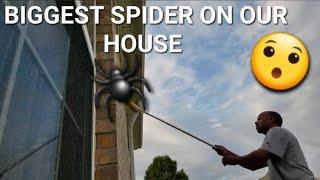 BIGGEST SPIDER ON OUR HOUSE High-priced ice cream IN THE U.S. VLOG 87.