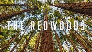 The Redwoods - Whakarewarewa Forest /// Rotorua, New Zealand