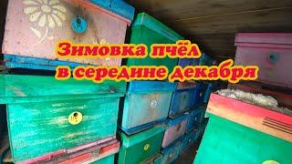 ЗИМОВКА ПЧЁЛ В СЕРЕДИНЕ ДЕКАБРЯ НА ВОЛЕ И В ЗИМОВНИКЕ, КАК МЫ ДЕЛАЕМ