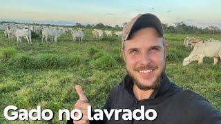 Gado engordando no lavrado de Roraima / touros da EAO em fase de adaptação.