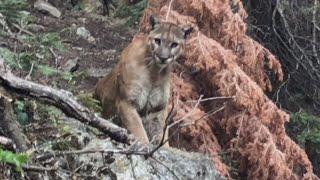 What to Do if You're Ever Followed By a Mountain Lion