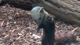 Die beliebten Ringelschwanzmungos im sanierten Raubtierhaus vom Zoo Berlin