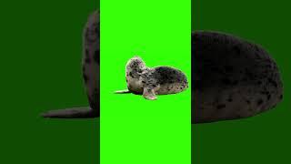 Green Screen Animals #greenscreen #greenscreeneffects #animal #premierepro #adobe #aftereffects