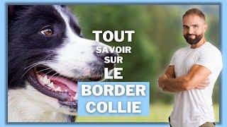 Race de chien Border Collie : caractère, dressage, comportement, santé de ce chien de race...