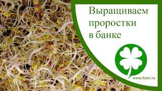 Выращиваем проростки в банке #микрозелень #семенаильинские крышка сито БЕСПЛАТНО при заказе на сайте