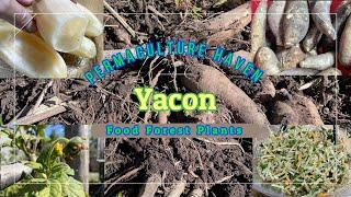 Yacon Harvest Planting Eating in My Subtropical Food Forest at Permaculture Haven