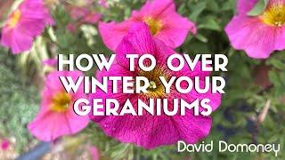 How to over winter your geraniums with David Domoney