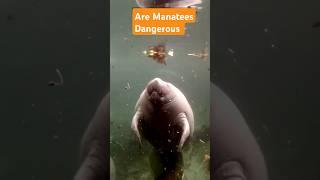 Are Manatees Dangerous? Manatee spring, Aquatic Animals- Ocean Documentary #sea #ocean #animals