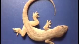 Gecko eaten by ants with king of the hill theme playing in the background