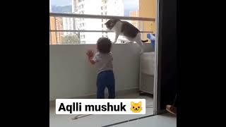 Aqlli mushuk  #short #shortvideo #mushuklar