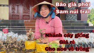 sam núi , báo giá phôi bonsai , nhánh sam giống | 0333821029 Chị Nhiên Chủ vườn