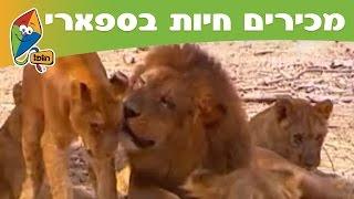 מכירים חיות בספארי: אריה - מסלול הופ! בספארי