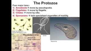 Introduction to Protozoa | مقدمة عن الحيوانات الأولية | جامعة الباحة | د. محمد آل قمبر