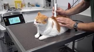 Laser Therapy for Veterinarians by Mano Medical