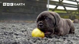 Baby Bull Mastiffs Begin To Explore | Wonderful World of Puppies | BBC Earth