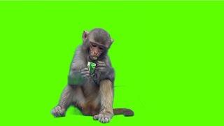 Monkey green screen || video no copyright || Monkey eating video  || Green screen effect