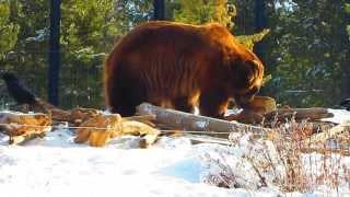 Sam the Grizzly Bear at Grizzly & Wolf Discovery Center