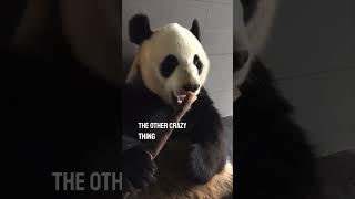 Watching a panda eat bamboo is so satisfying 