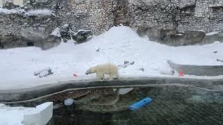 белый медведь в Московском зоопарке