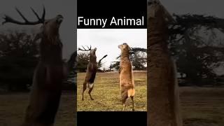 Funny animals #shorts #trending #funny #youtubeshorts #cute #animals #animation #animal