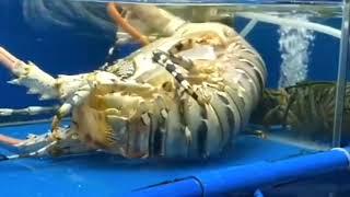 Avete mai visto la Muta dei Crostacei: molting crustaceans
