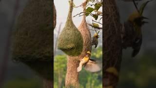 Weaver making Nest ️ #shorts | BBC | #nikond750 #bayaweaver #wildlifephotography