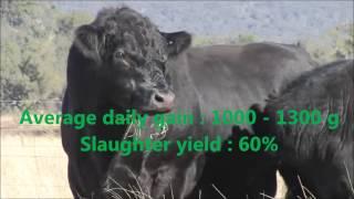 Black angus cattle