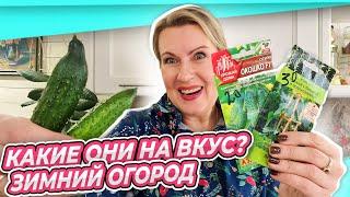 ОГУРЦЫ КАКОЙ СОРТ ЛУЧШЕ? | ЭУСТОМА ЧЕРЕЗ МЕСЯЦ | ПЕРЕСАДКА И МУЛЬЧИРОВАНИЕ | ЗИМНИЙ ОГОРОД