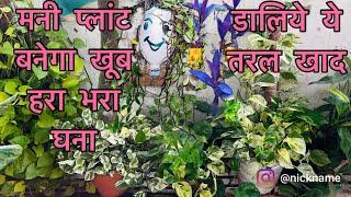 money plant बनेगा खूब हरा भरा घना || डालिये ये तरल खाद || pothos plant || money plant fertilizer