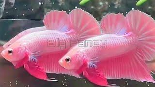 120"Most Beautiful Betta Fish: Stunning Colors & Gorgeous Betta Fish Tanks