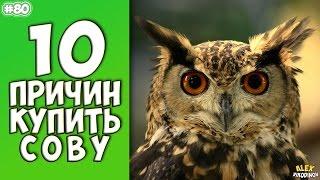 10 причин купить сову - Интересные факты!