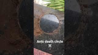 ants death circle