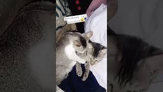 Kucing pacaran mereka lagi mesra2an