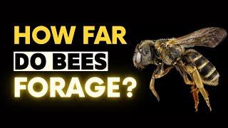 Honey Bees: How Far do they Travel?